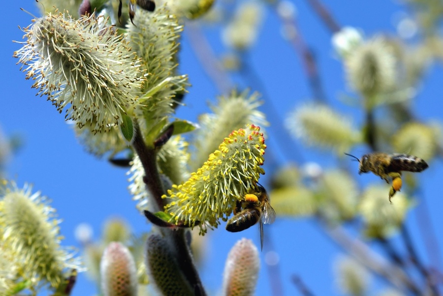 abeilles recherchant du nectar