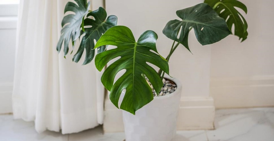 le philodendron