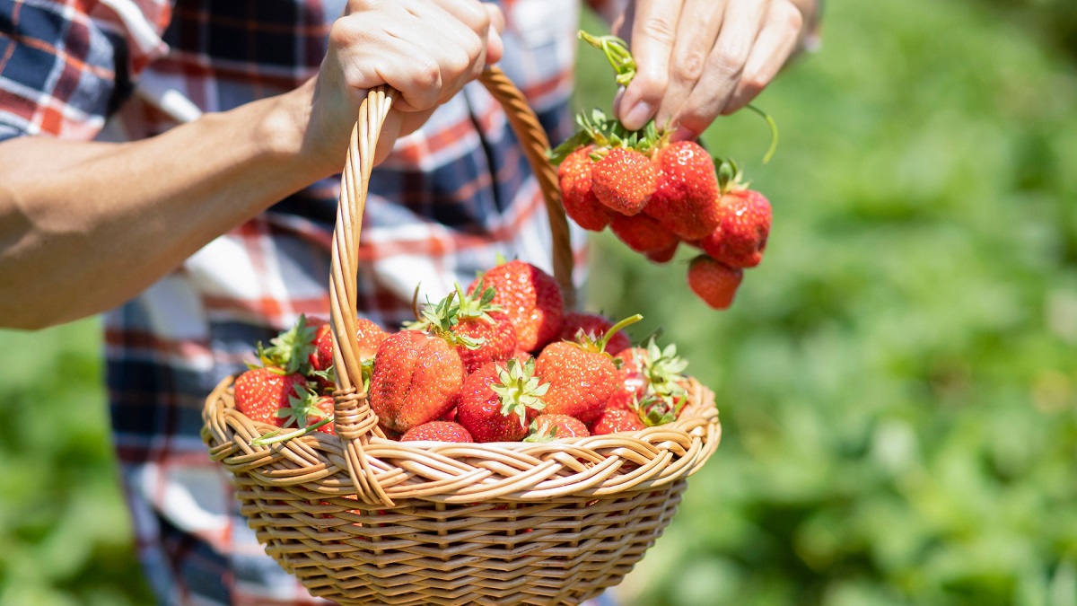 entretenir-les-fraises